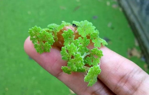 Vai trò, ứng dụng của cây bèo hoa dâu trong nông nghiệp hữu cơ