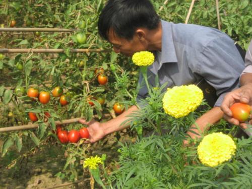 Cẩm nang PGS cho người sản xuất
