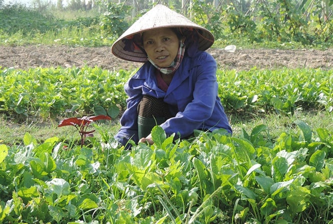 Chuyện lạ ở rau hữu cơ: Nông dân coi người Thanh tra, Kiểm soát là “bảo bối”