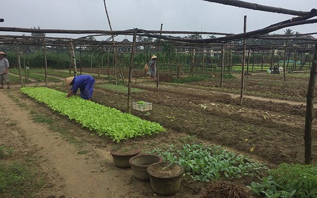 Thảo mộc — vị thần của vườn rau 1