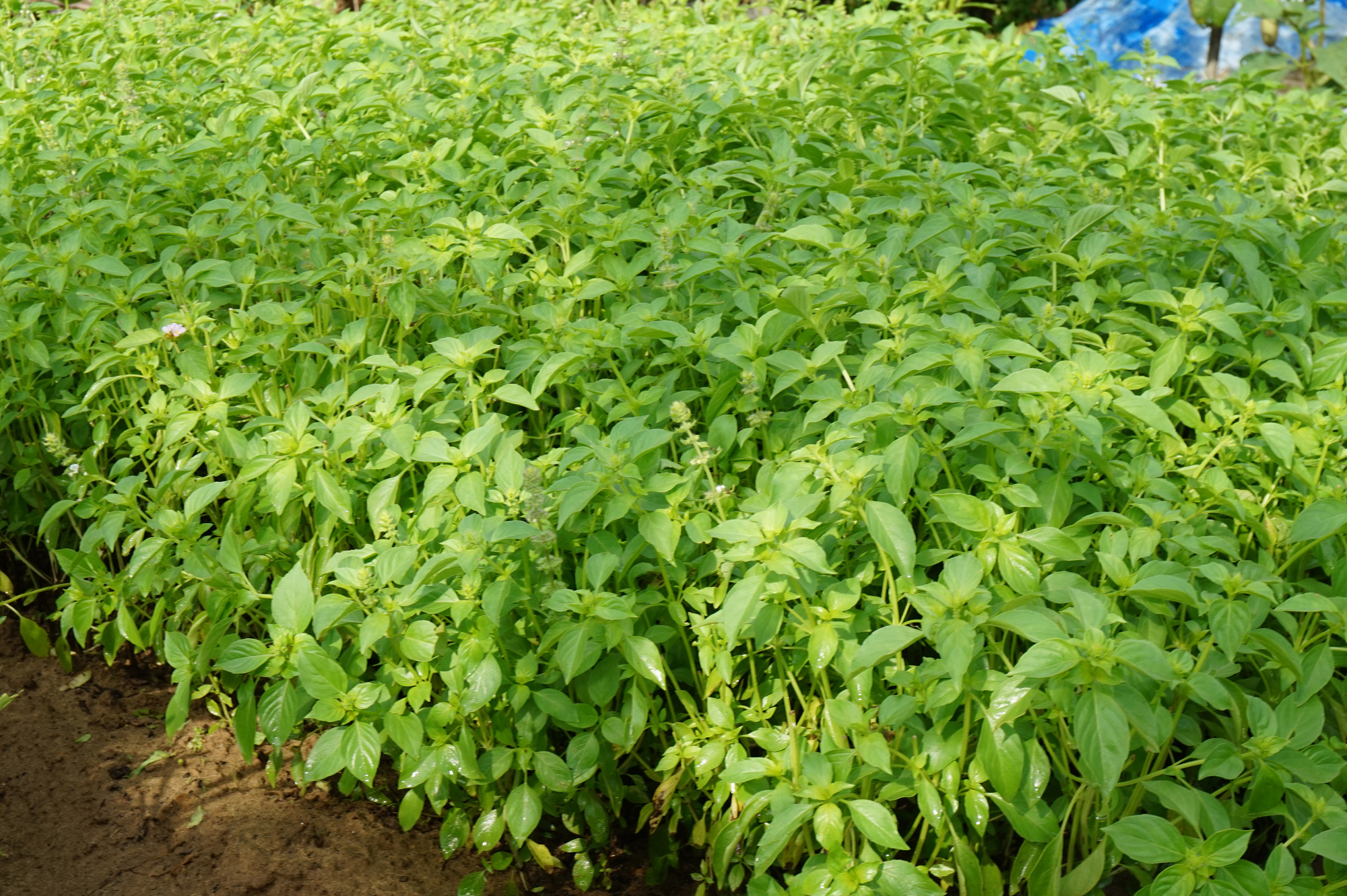 Vườn rau hữu cơ Thanh Đông, Cẩm Thanh, Hội An