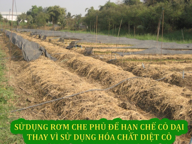 Sản xuất hữu cơ — ảnh 1 — PGS Việt Nam