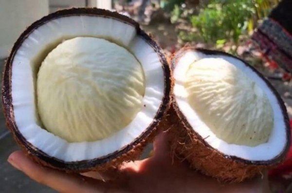 Xơ dừa, gáo dừa, mầm dừa: "Kho báu" ít người biết của quả dừa