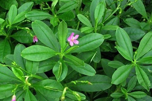 Rau sâm đất (hay còn gọi là sâm mồng tơi, sâm thổ cao ly)