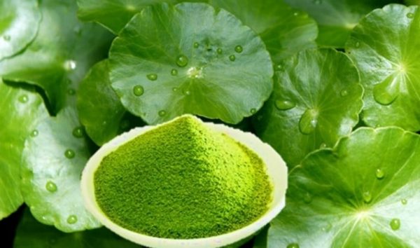 Rau má – “nhân sâm xanh” của người Việt: Dễ trồng, siêu bổ, tốt cho gan và trí não