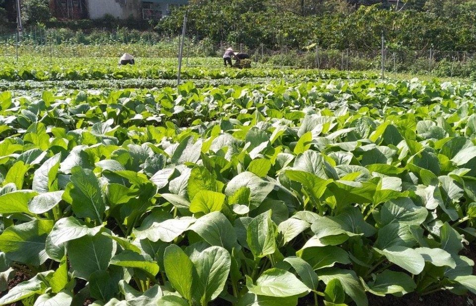 Tại sao người tiêu dùng còn hoài nghi về sản phẩm nông sản hữu cơ?