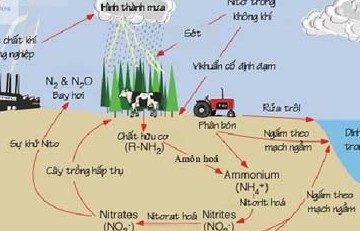 Vai trò của đạm (Nitrogen) đối với sinh trưởng cây trồng