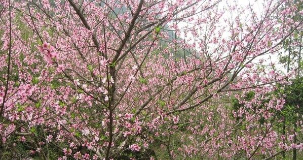 Chuyên gia chỉ cách "điều khiển" hoa đào nở đúng Tết