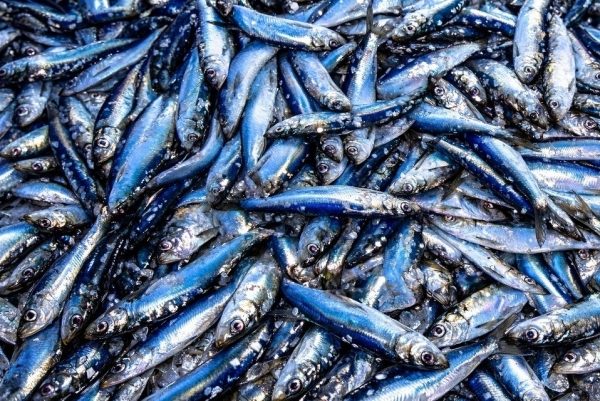 4 loại cá là "kho Omega-3" nên thêm vào bữa cơm hàng ngày