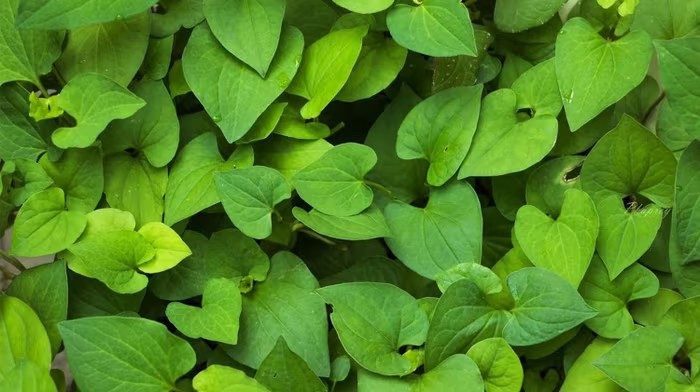 Loại rau gia vị phải "bịt mũi" khi ăn nhưng hỗ trợ thải độc gan cực tốt