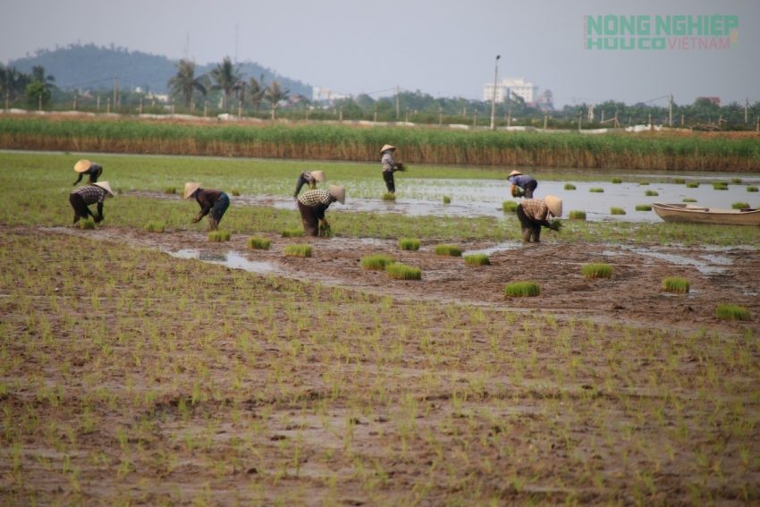 Trải qua gần 10 năm kiên trì bám trụ, toàn bộ diện tích lúa hữu cơ chính thức được cấp chứng nhận hữu cơ quốc tế, chính thức ghi tên mình lên bản đồ nông nghiệp hữu cơ toàn cầu