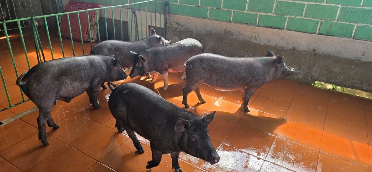 Giống heo đen Dakka được Tập đoàn Việt Thái nghiên cứu, lai tạo và chọn lọc.