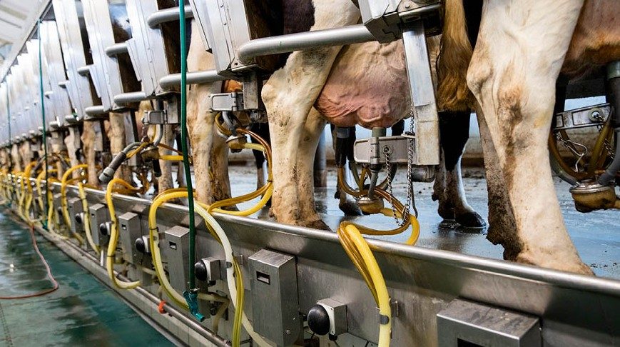 Nghiên cứu mới: Sữa nguyên kem không làm tăng nguy cơ tim mạch