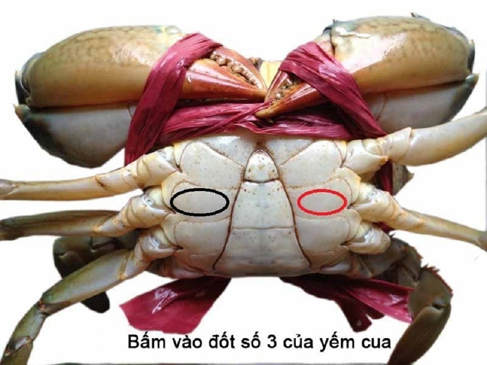 Bí quyết chọn cua biển chắc thịt, gạch đặc béo ngậy không phải ai cũng biết