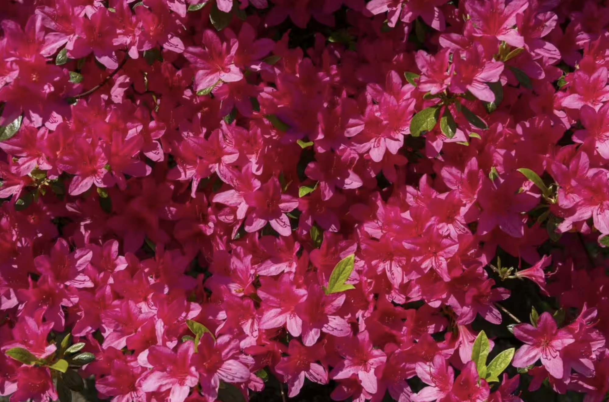 1. Cây đỗ quyên thường xanh (Evergreen azalea)