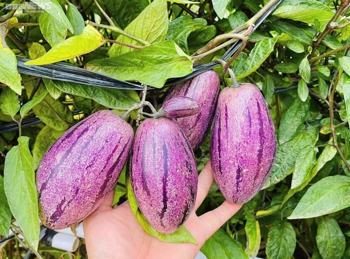 Không chỉ giải nhiệt: Dưa pepino còn giúp dưỡng da, tốt tim mạch, tăng đề kháng