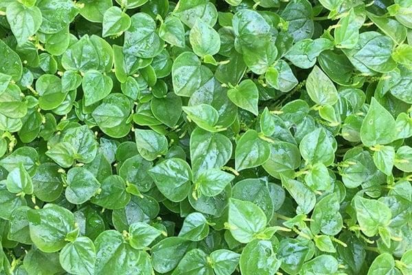 Loài rau mọc hoang ở nhiều nơi lại có rất nhiều công dụng