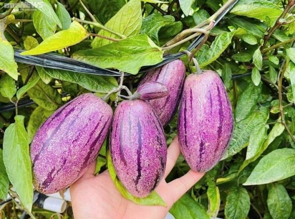 Không chỉ giải nhiệt: Dưa pepino còn giúp dưỡng da, tốt tim mạch, tăng đề kháng